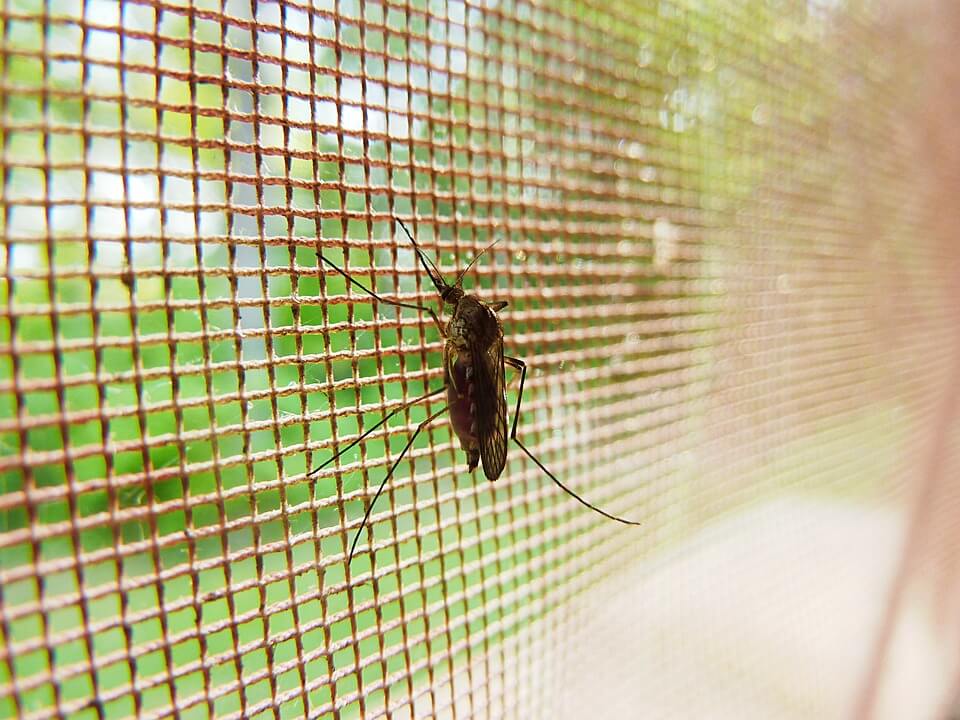 Mosquito Screens